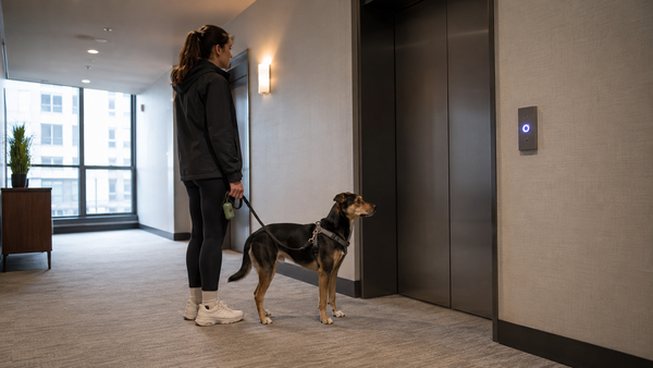 Apartment dog and owner waiting for an elevator before a potty trip in a high-rise building